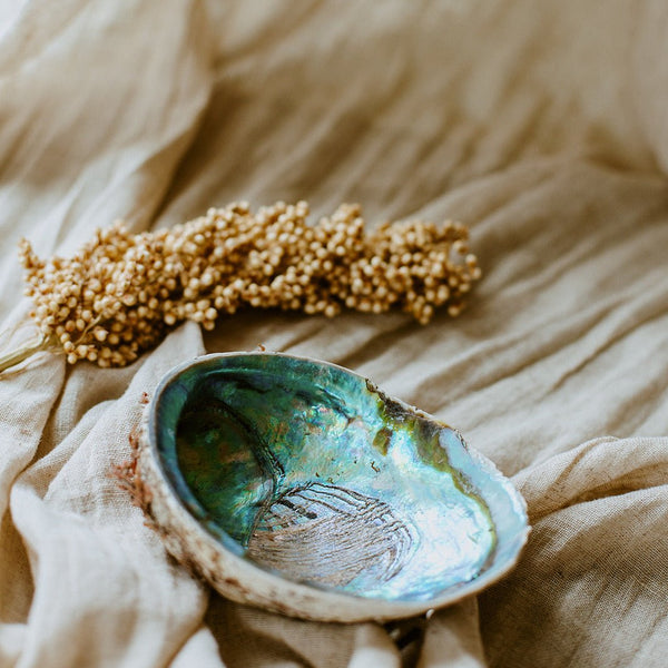 Abalone schelp - Insight Stones