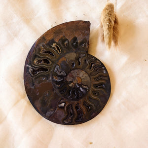 Gespleten ammoniet - Insight Stones