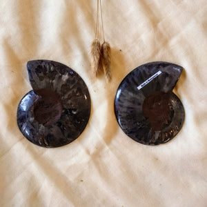 Gespleten ammoniet - Insight Stones