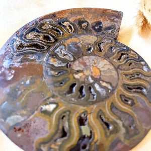 Gespleten ammoniet - Insight Stones