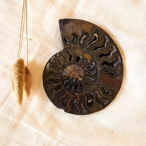 Gespleten ammoniet - Insight Stones